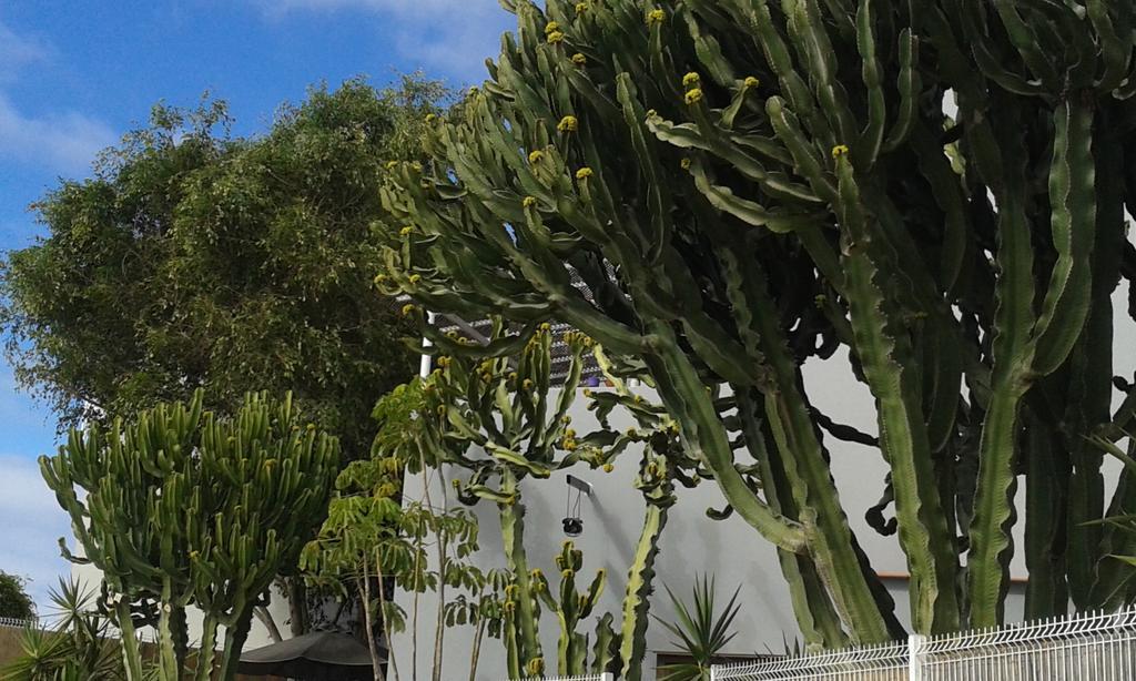 Apartamento Pardela Costa Adeje  Zewnętrze zdjęcie